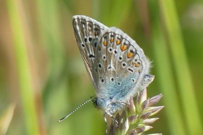 <i>Polyommatus icarus</i>