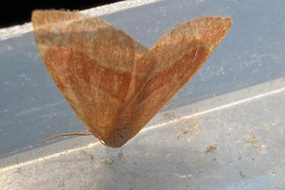 <i>Hylaea fasciaria</i>