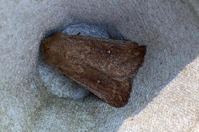 <i>Mythimna albipuncta</i>