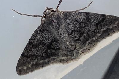 <i>Pseudoterpna coronillaria</i>