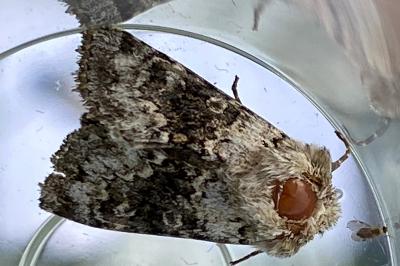 <i>Hecatera bicolorata</i>