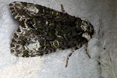 <i>Craniophora ligustri</i>