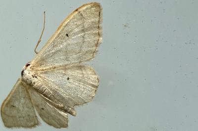 <i>Idaea straminata</i>