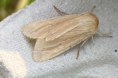 <i>Mythimna pallens</i>