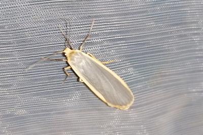 <i>Nyea lurideola</i>