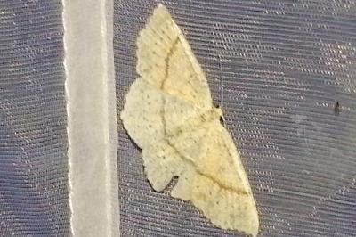 <i>Cyclophora punctaria</i>
