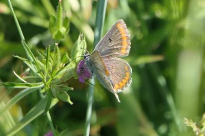 <i>Aricia agestis</i>