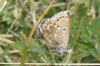 <i>Lysandra bellargus</i>