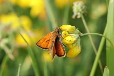 <i>Thymelicus sylvestris</i>