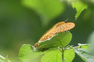 <i>Argynnis paphia</i>