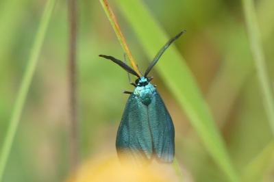 <i>Jordanita globulariae</i>