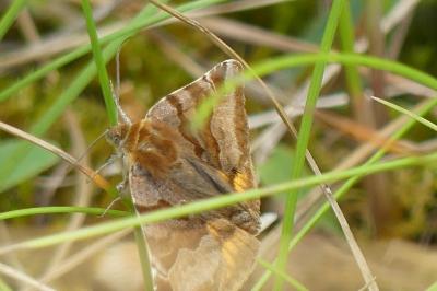 <i>Euclidia glyphica</i>