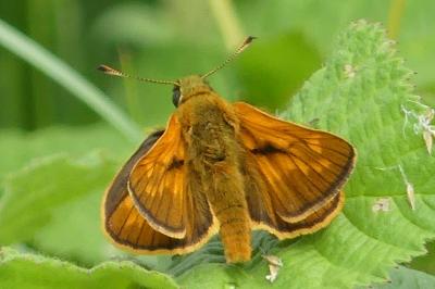 <i>Ochlodes sylvanus</i>
