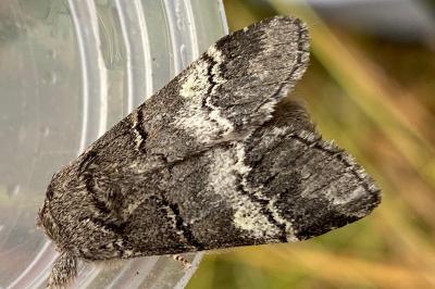 <i>Drymonia querna</i>