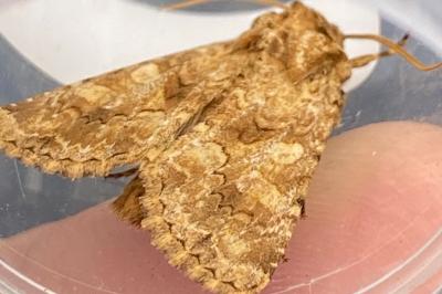<i>Conisania luteago</i>
