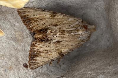 <i>Apamea lithoxylaea</i>