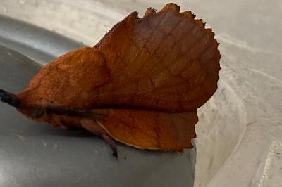 <i>Gastropacha quercifolia</i>