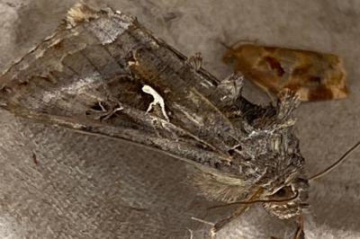 <i>Autographa gamma</i>