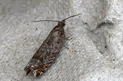 <i>Ancylis achatana</i>