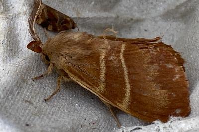 <i>Macrothylacia rubi</i>