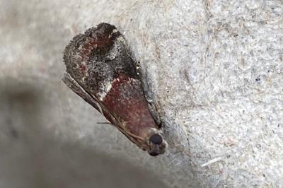 <i>Acrobasis marmorea</i>
