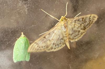 <i>Patania ruralis</i>