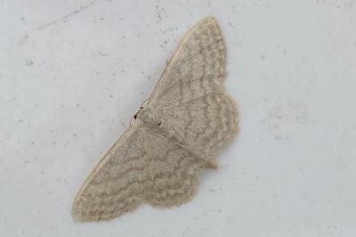 <i>Idaea subsericeata</i>