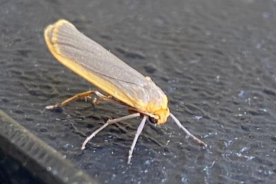<i>Katha depressa</i>