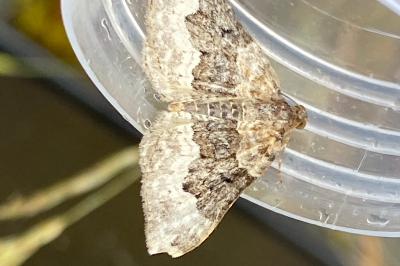 <i>Epirrhoe galiata</i>