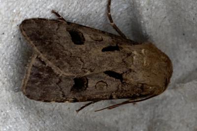 <i>Agrotis exclamationis</i>