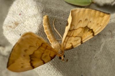 <i>Gandaritis pyraliata</i>