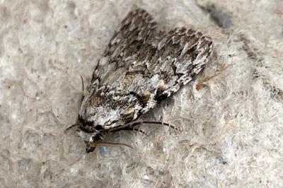 <i>Meganola strigula</i>
