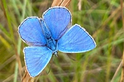 <i>Lysandra bellargus</i>