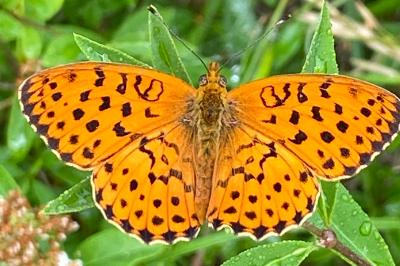 <i>Brenthis daphne</i>
