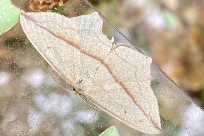 <i>Timandra comae</i>