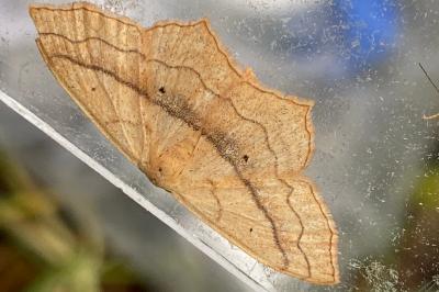 <i>Scopula imitaria</i>
