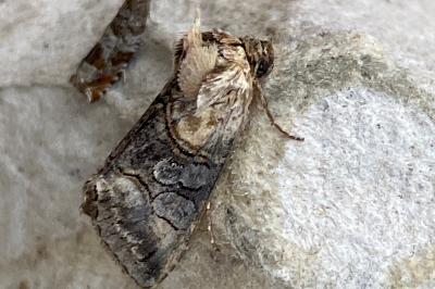 <i>Abrostola asclepiadis</i>