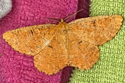 <i>Angerona prunaria</i>
