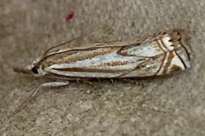 <i>Crambus lathoniellus</i>