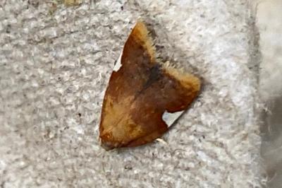 <i>Acleris holmiana</i>