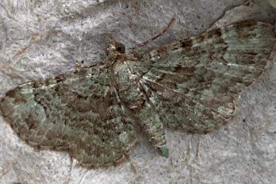 <i>Pasiphila rectangulata</i>