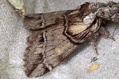 <i>Drymonia velitaris</i>
