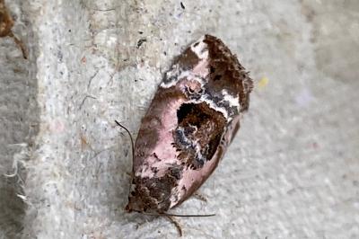 <i>Elaphria venustula</i>