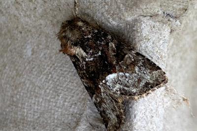 <i>Oligia</i>
