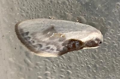 <i>Cilix glaucata</i>