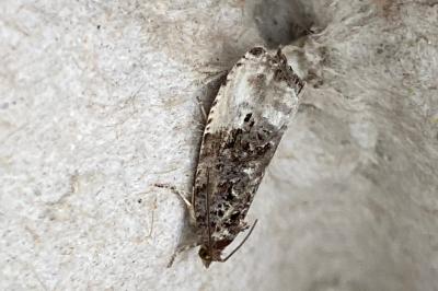 <i>Hedya nubiferana</i>