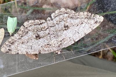 <i>Hypomecis roboraria</i>