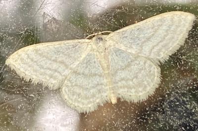 <i>Idaea subsericeata</i>