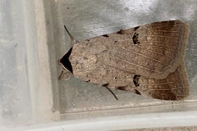 <i>Lygephila craccae</i>