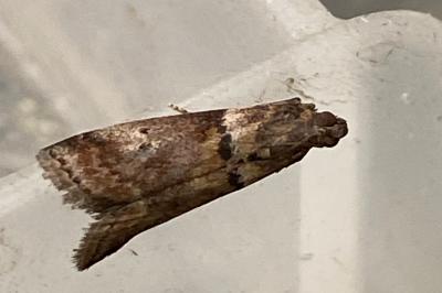 <i>Acrobasis consociella</i>